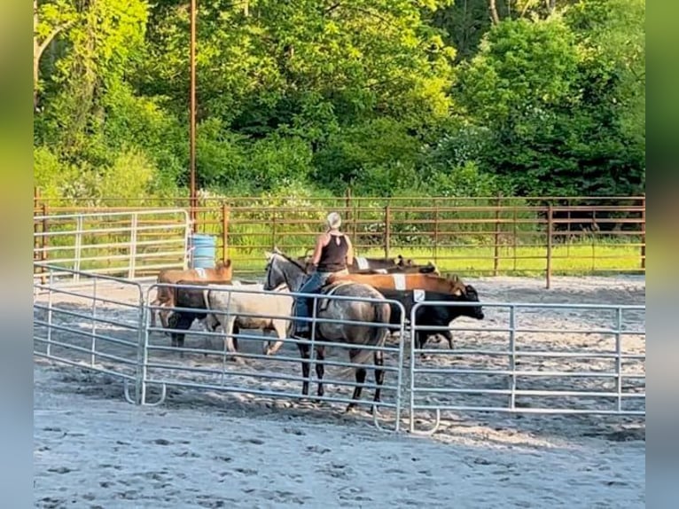 American Quarter Horse Wałach 4 lat 163 cm Siwa in New Holland, PA