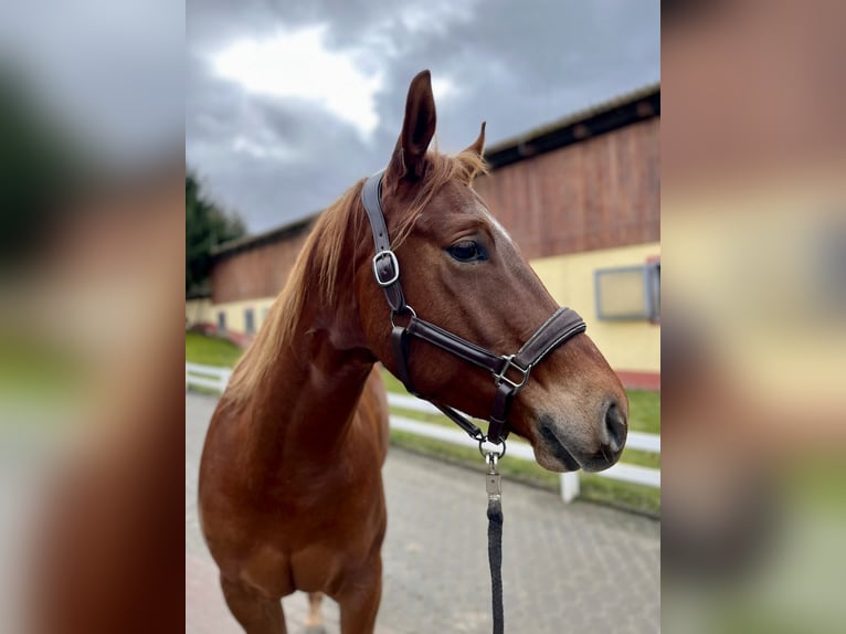 American Quarter Horse Wałach 4 lat 165 cm Kasztanowata in Weilrod