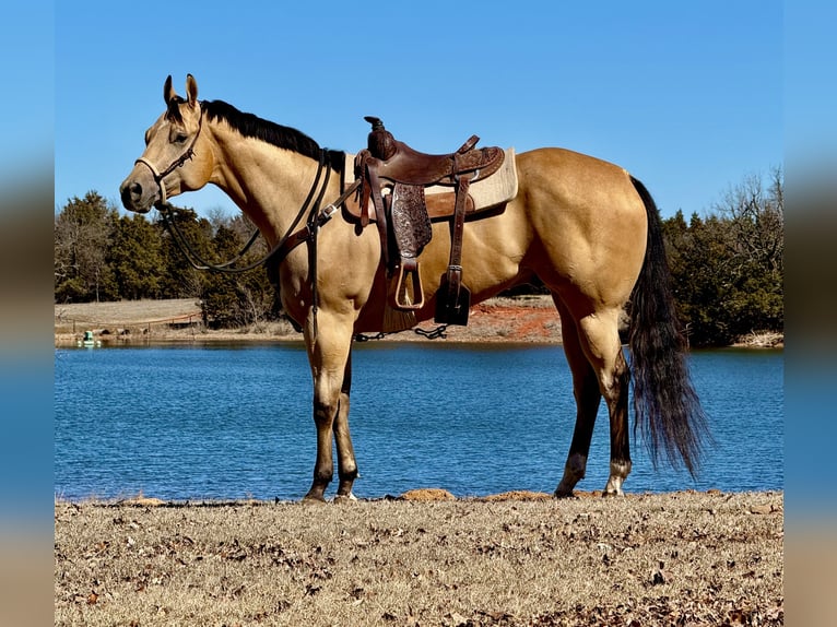 American Quarter Horse Wałach 4 lat 170 cm Jelenia in Weatherford, TX