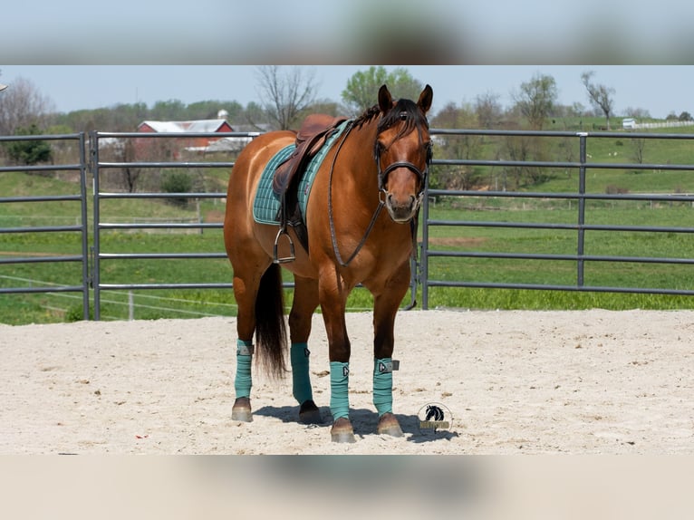 American Quarter Horse Wałach 4 lat Bułana in Fredericksburg, OH