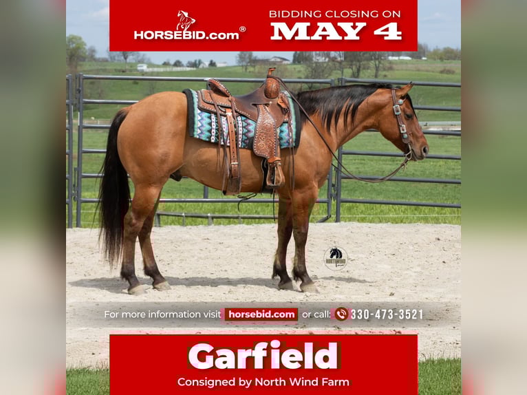 American Quarter Horse Wałach 4 lat Bułana in Fredericksburg, OH