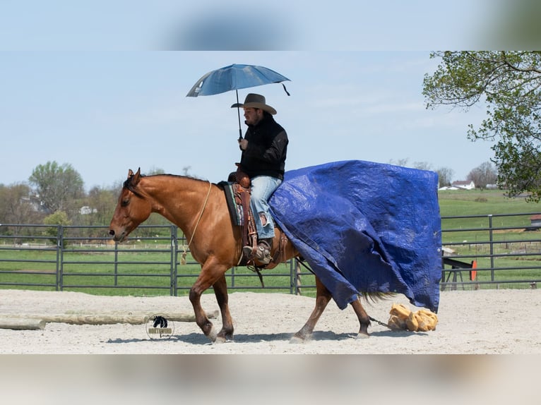 American Quarter Horse Wałach 4 lat Bułana in Fredericksburg, OH