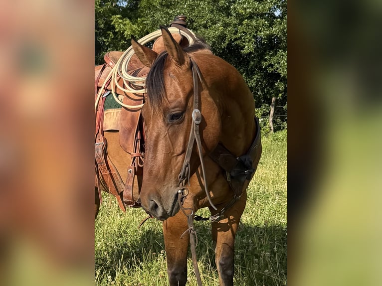 American Quarter Horse Wałach 4 lat Bułana in Shelbina