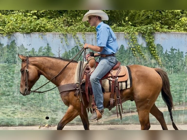 American Quarter Horse Wałach 4 lat Bułana in Shelbina