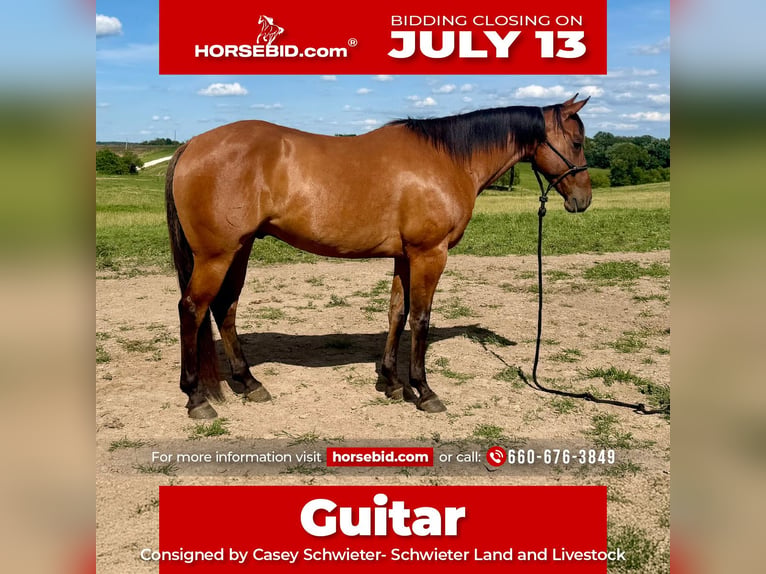 American Quarter Horse Wałach 4 lat Bułana in Shelbina