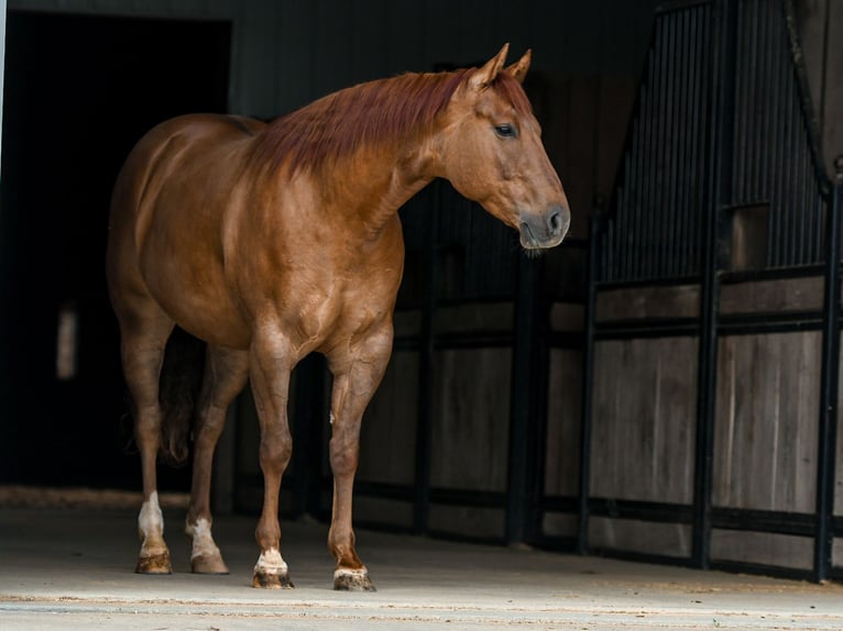 American Quarter Horse Wałach 4 lat Bułana in Sullivan