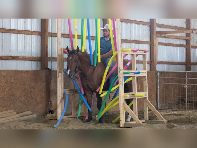 American Quarter Horse Wałach 4 lat Bułana in Fredericksburg