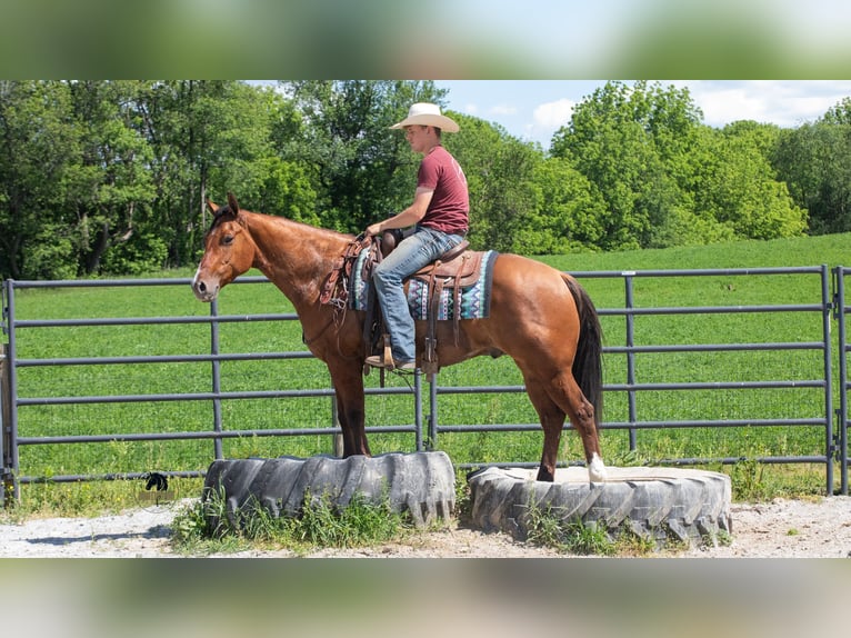 American Quarter Horse Wałach 4 lat Bułana in Fredericksburg