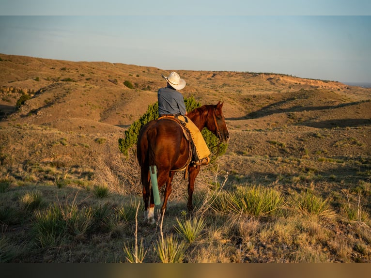 American Quarter Horse Wałach 4 lat Cisawa in Canyon