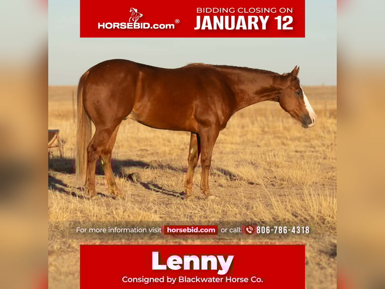 American Quarter Horse Wałach 4 lat Cisawa in Canyon