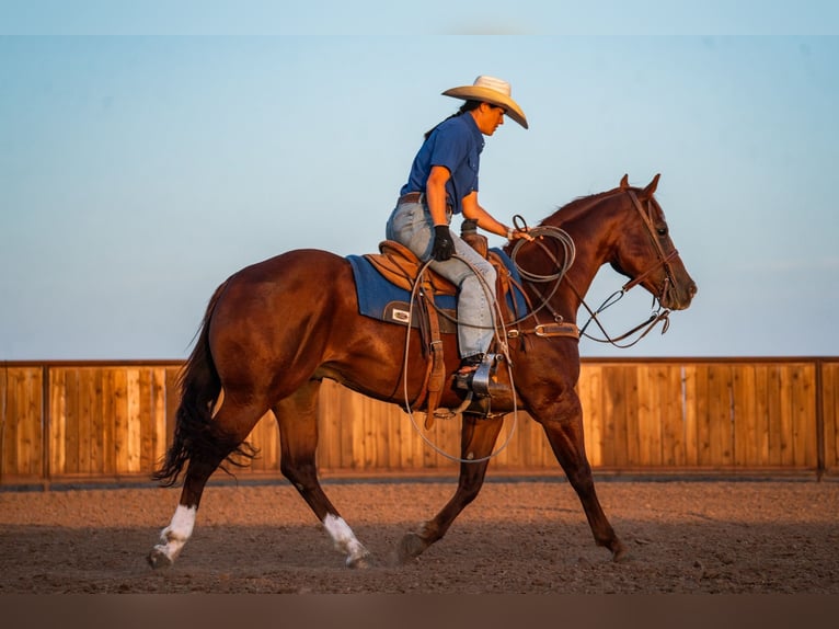 American Quarter Horse Wałach 4 lat Cisawa in Canyon
