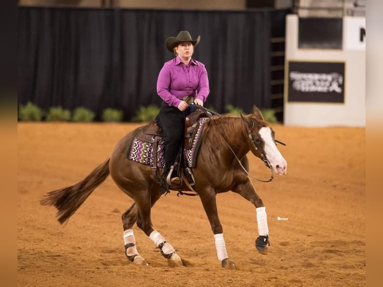 American Quarter Horse Wałach 4 lat Cisawa in Buffalo