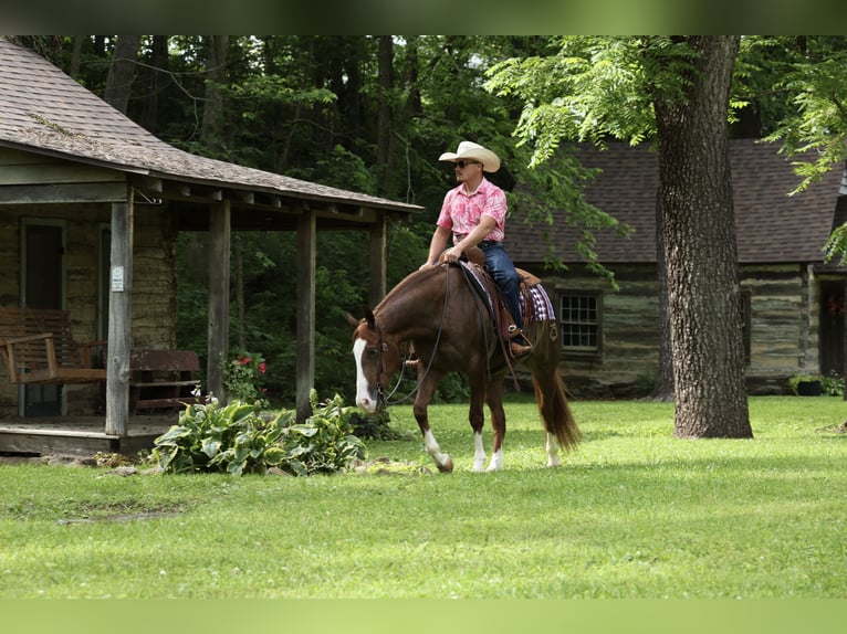 American Quarter Horse Wałach 4 lat Cisawa in Buffalo
