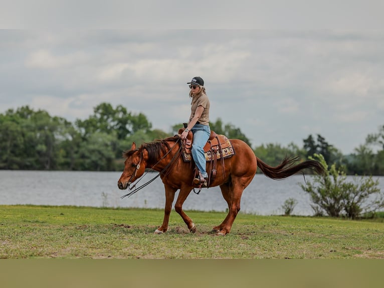 American Quarter Horse Wałach 4 lat Cisawa in Quitman, AR