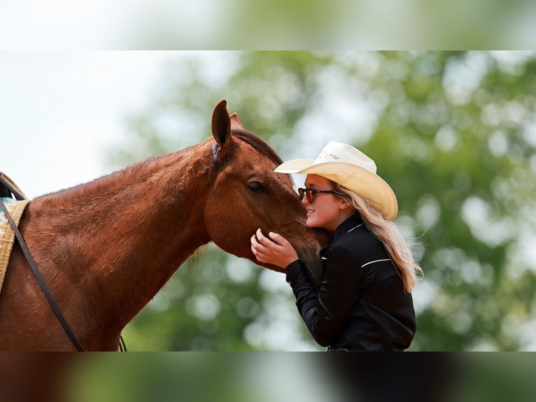 American Quarter Horse Wałach 4 lat Cisawa in Quitman, AR
