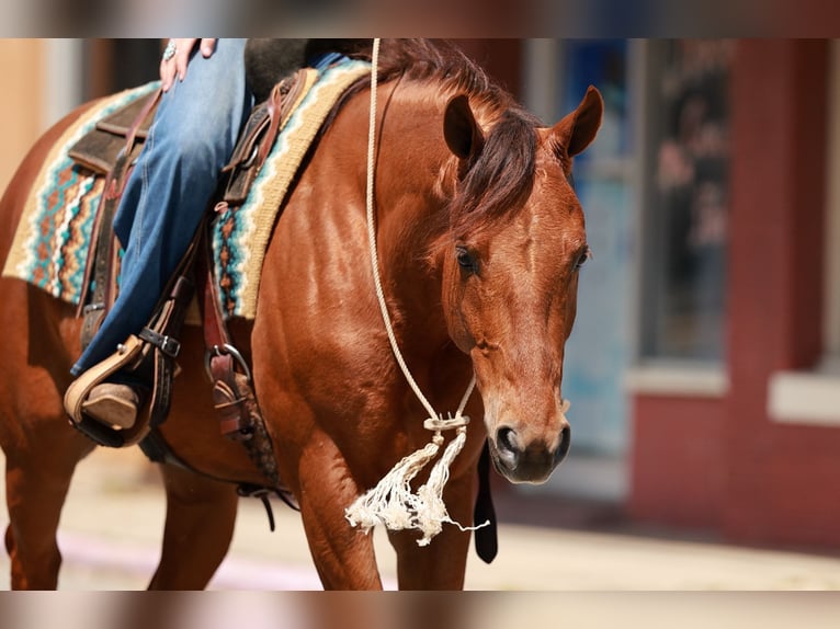 American Quarter Horse Wałach 4 lat Cisawa in Quitman, AR