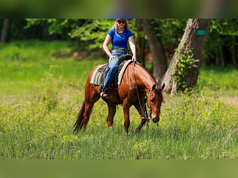 American Quarter Horse Wałach 4 lat Cisawa in Quitman, AR