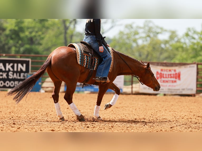 American Quarter Horse Wałach 4 lat Cisawa in Quitman, AR