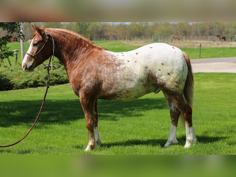 American Quarter Horse Mix Wałach 4 lat Cisawa in Shipshewana