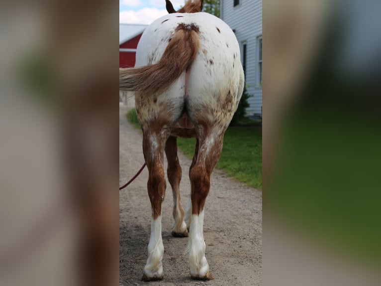 American Quarter Horse Mix Wałach 4 lat Cisawa in Shipshewana