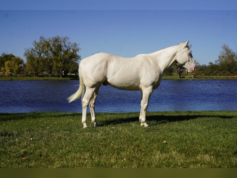 American Quarter Horse Wałach 4 lat Cremello in Corsica