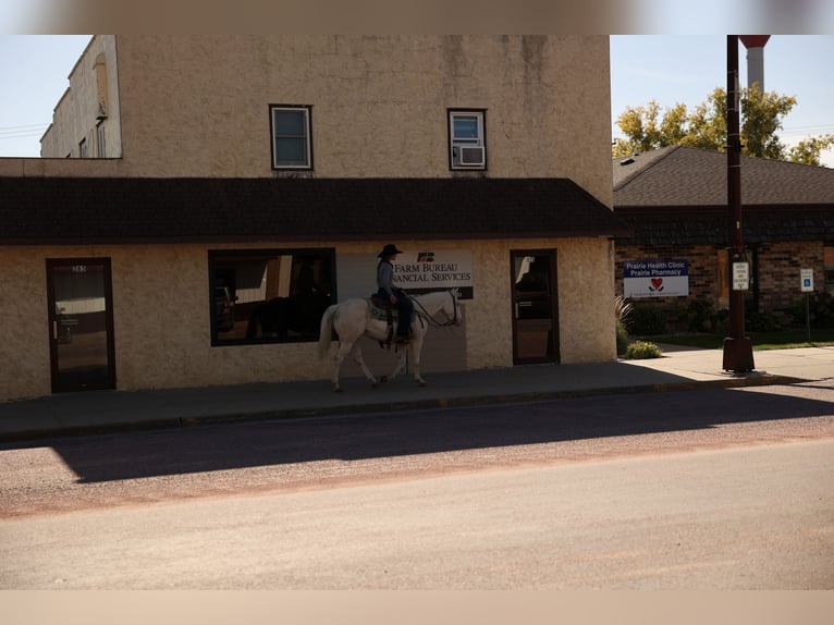 American Quarter Horse Wałach 4 lat Cremello in Corsica