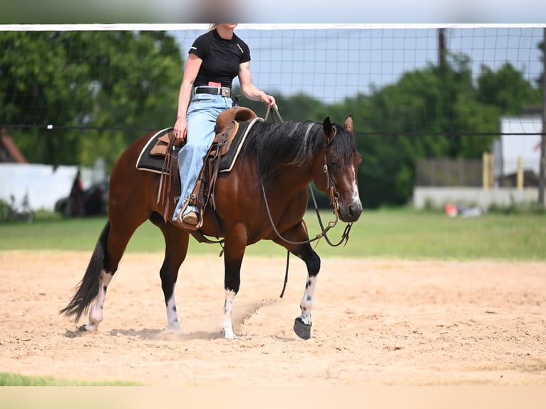 American Quarter Horse Wałach 4 lat Gniada in Waco