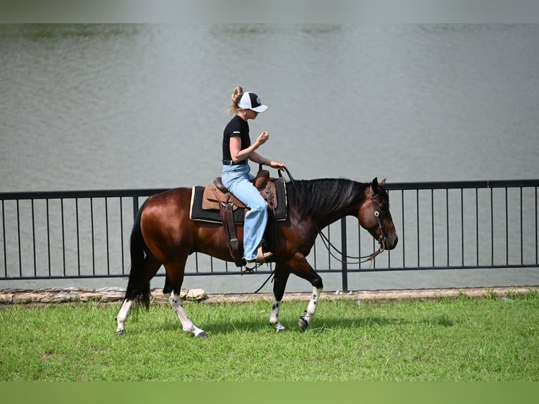 American Quarter Horse Wałach 4 lat Gniada in Waco