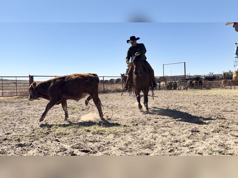 American Quarter Horse Wałach 4 lat Gniada in Canyon