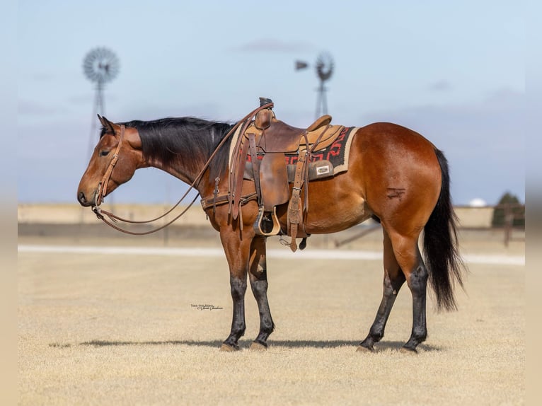 American Quarter Horse Wałach 4 lat Gniada in Canyon