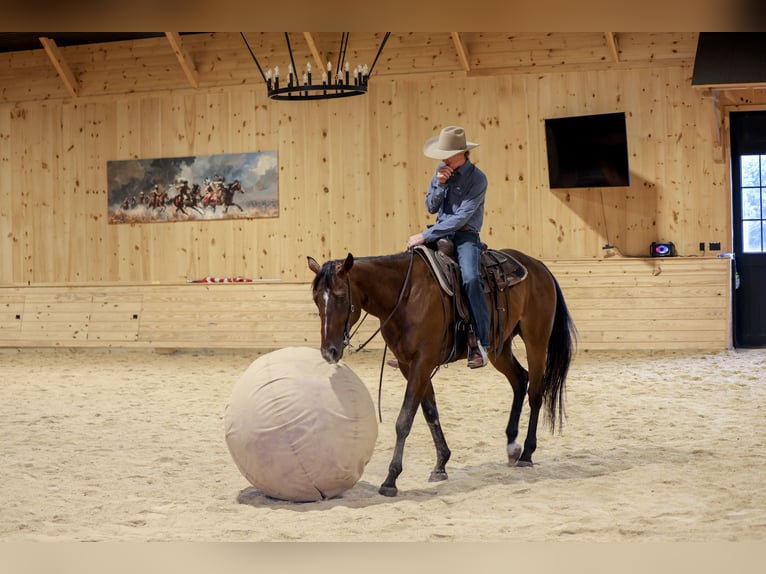 American Quarter Horse Wałach 4 lat Gniada in Needmore