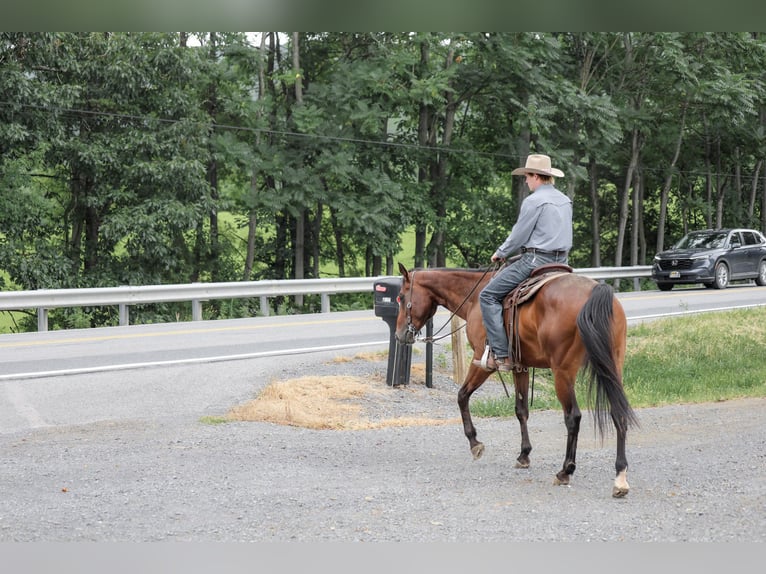 American Quarter Horse Wałach 4 lat Gniada in Needmore