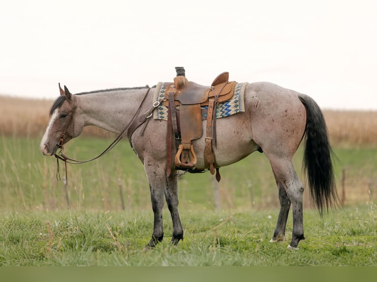 American Quarter Horse Wałach 4 lat Gniadodereszowata in Decorah