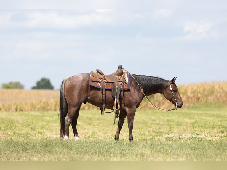 American Quarter Horse Wałach 4 lat Gniadodereszowata in Lampasas
