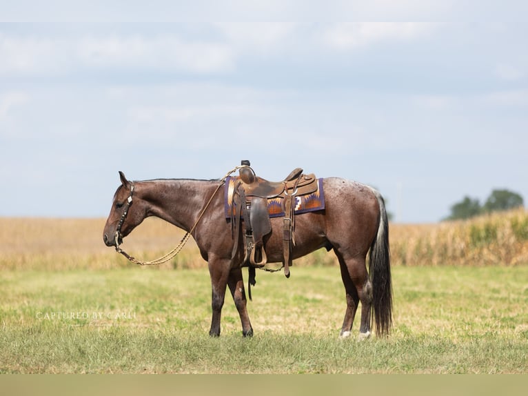 American Quarter Horse Wałach 4 lat Gniadodereszowata in Lampasas