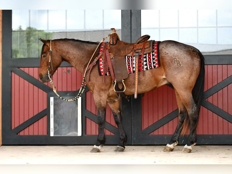 American Quarter Horse Wałach 4 lat Gniadodereszowata in Rebersburg