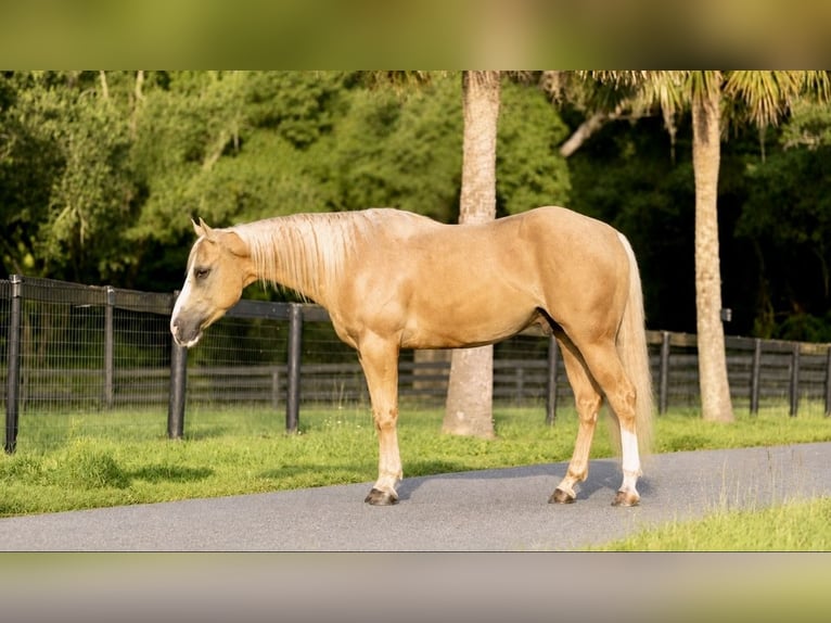American Quarter Horse Wałach 4 lat Izabelowata in Ocala