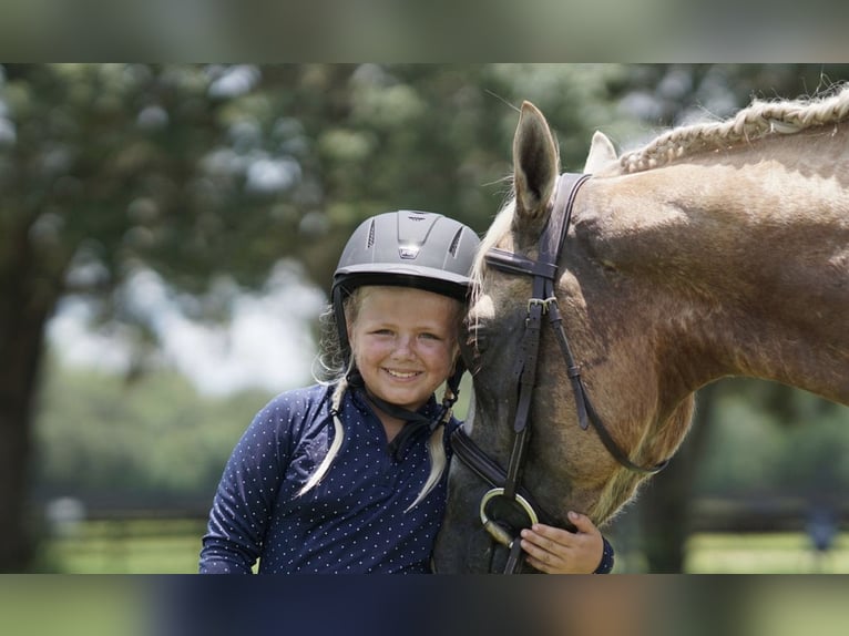 American Quarter Horse Wałach 4 lat Izabelowata in Ocala