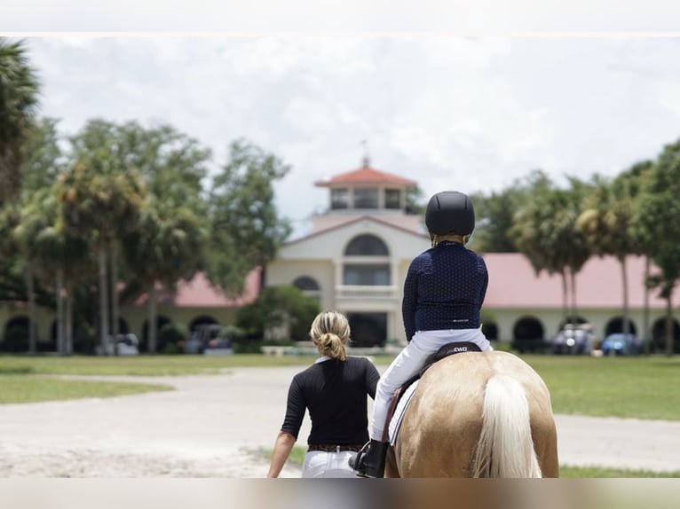 American Quarter Horse Wałach 4 lat Izabelowata in Ocala