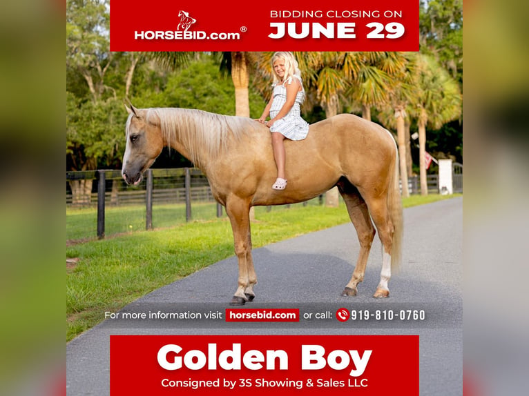 American Quarter Horse Wałach 4 lat Izabelowata in Ocala