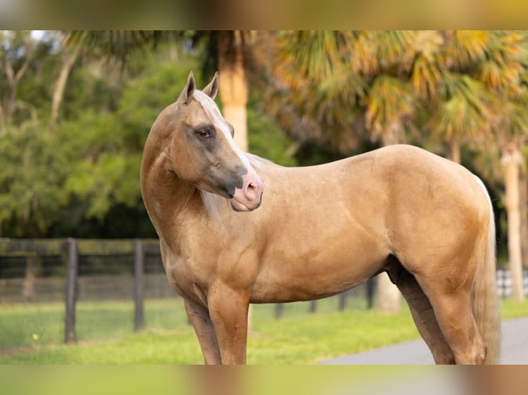 American Quarter Horse Wałach 4 lat Izabelowata in Ocala