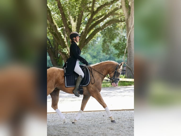 American Quarter Horse Wałach 4 lat Izabelowata in Ocala
