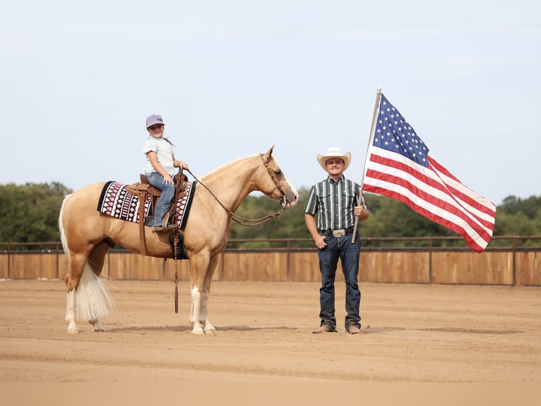 American Quarter Horse Wałach 4 lat Izabelowata in Buffalo