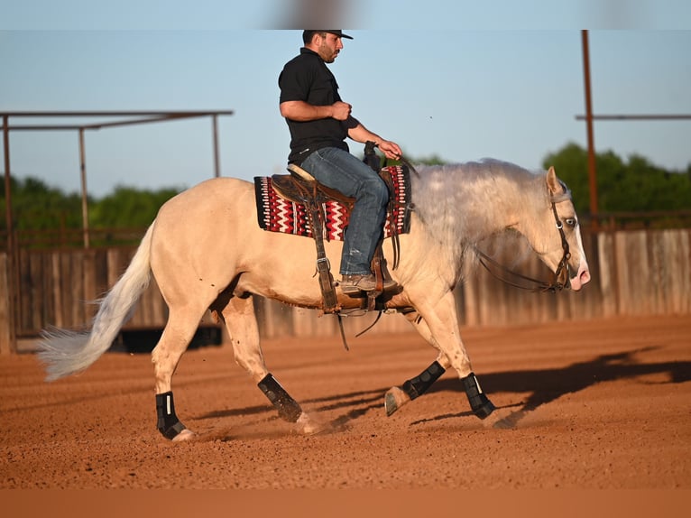 American Quarter Horse Wałach 4 lat Izabelowata in Waco