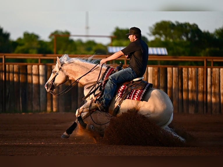 American Quarter Horse Wałach 4 lat Izabelowata in Waco