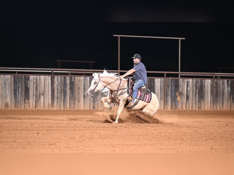 American Quarter Horse Wałach 4 lat Izabelowata in Waco