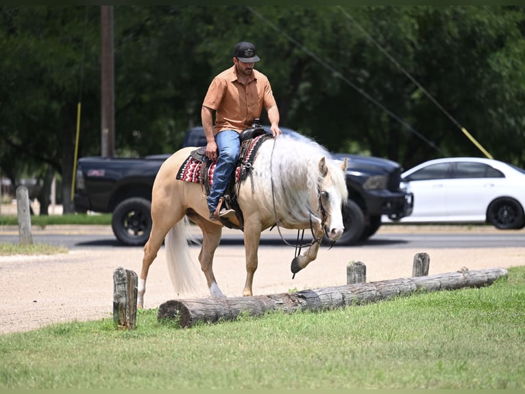 American Quarter Horse Wałach 4 lat Izabelowata in Waco