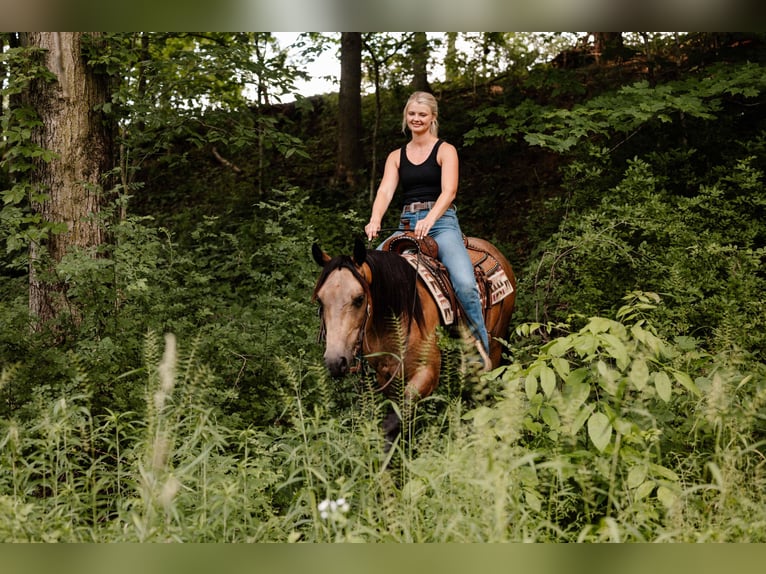 American Quarter Horse Wałach 4 lat Jelenia in Orrville
