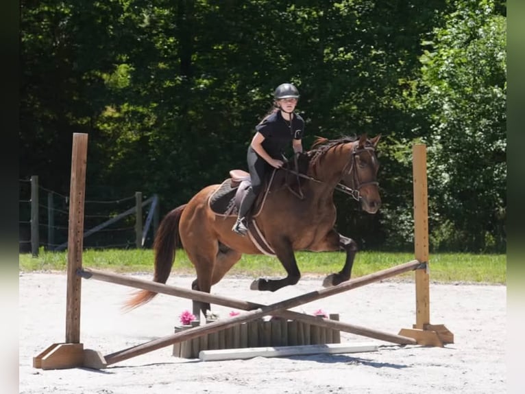 American Quarter Horse Wałach 4 lat Jelenia in Clover