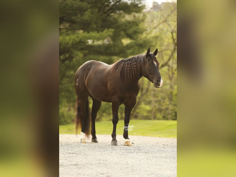 American Quarter Horse Wałach 4 lat Kara in Millersburg